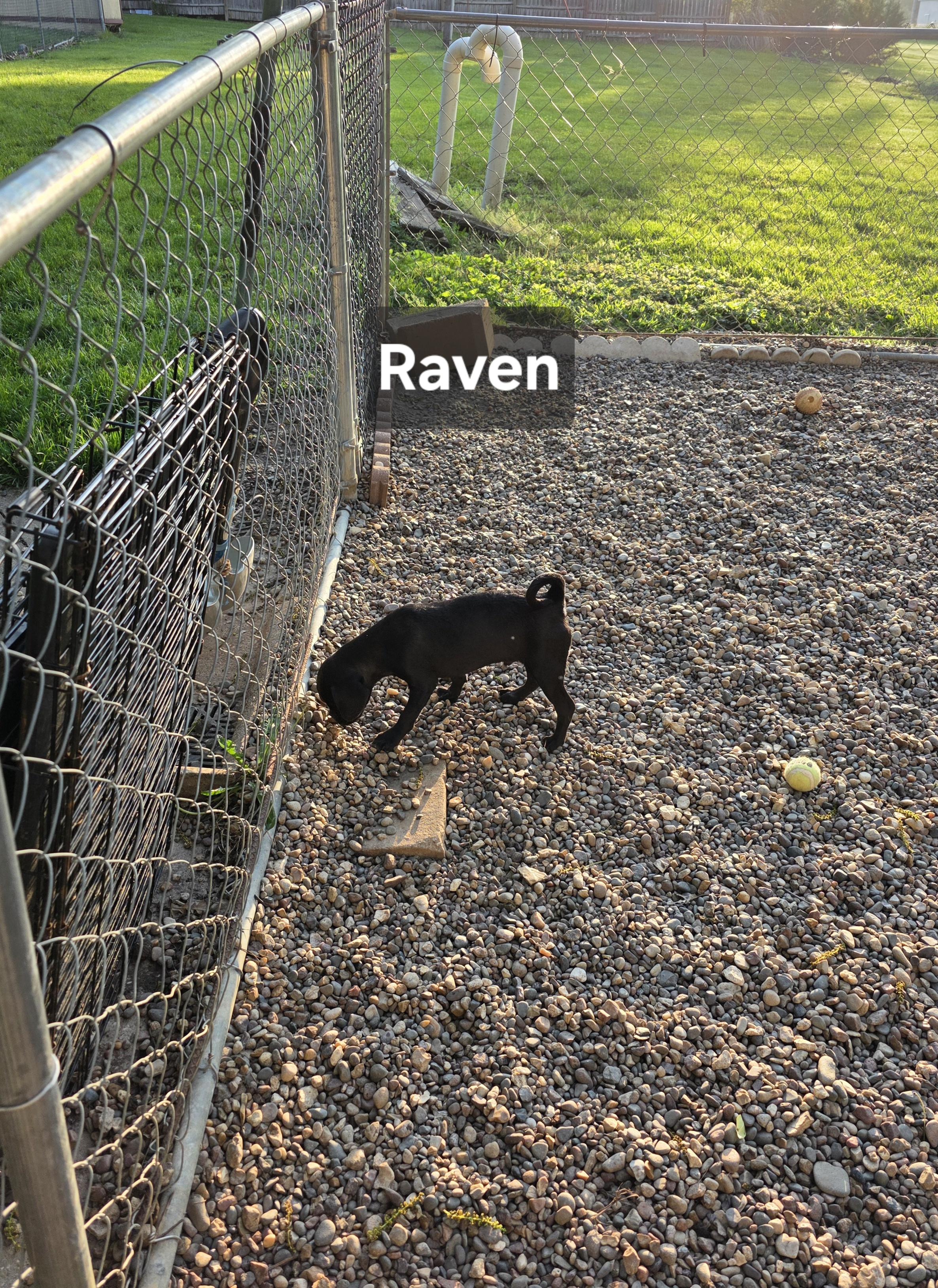 Enlarge Raven, a ADOPTABLE mixed breed in Wever, IA image 6/6