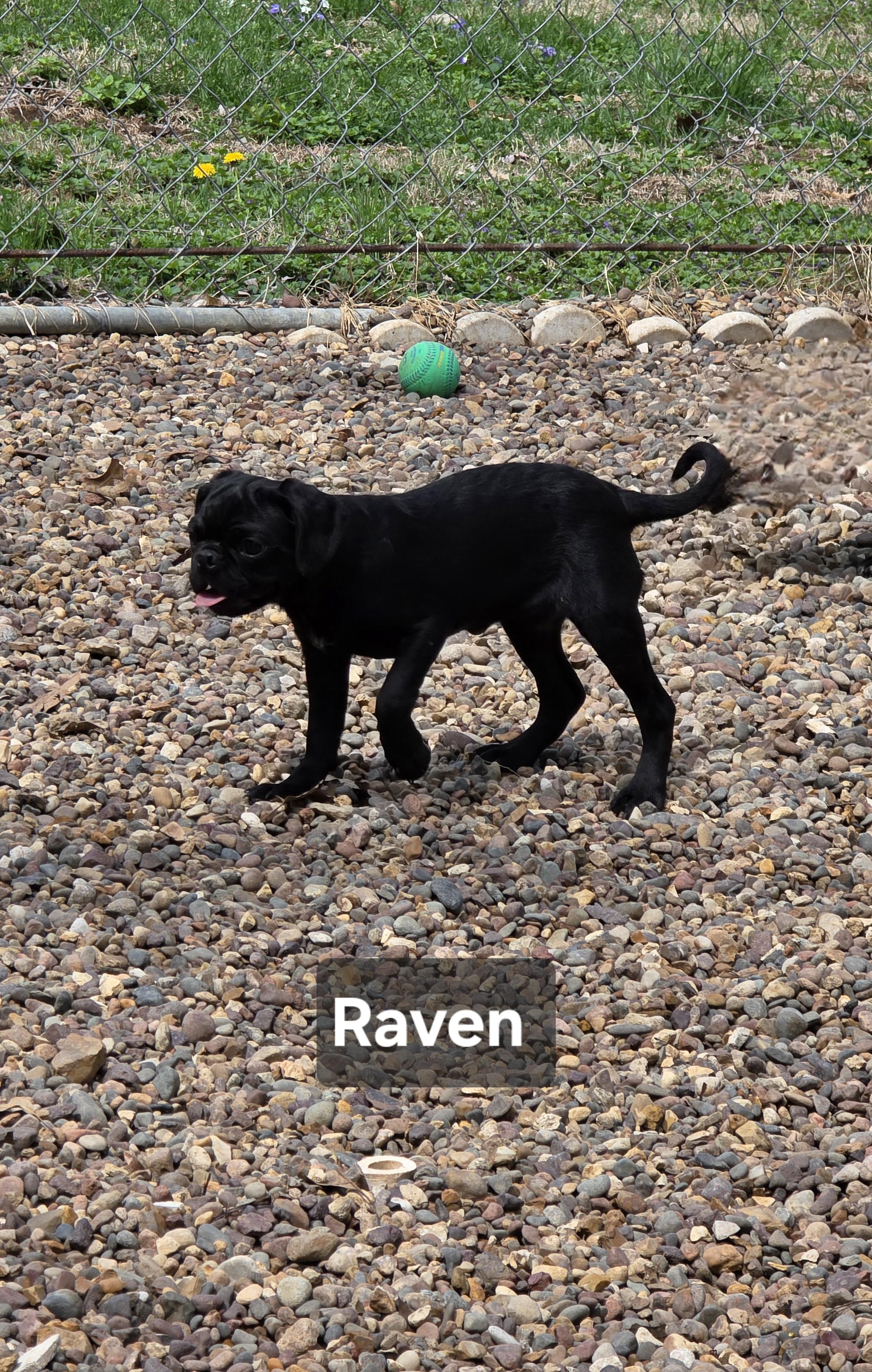 Enlarge Raven, a ADOPTABLE mixed breed in Wever, IA image 1/6