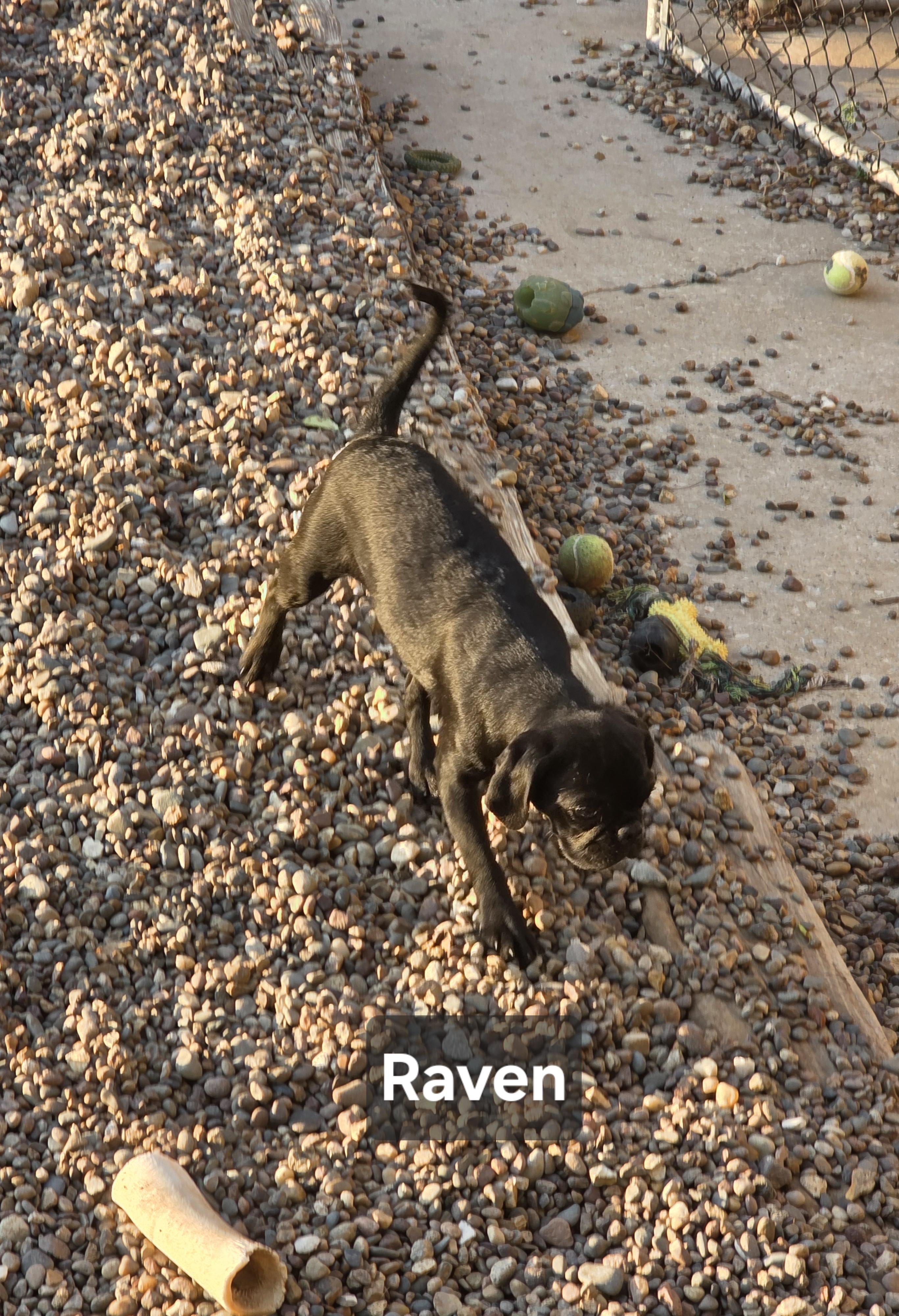 Enlarge Raven, a ADOPTABLE mixed breed in Wever, IA image 3/6
