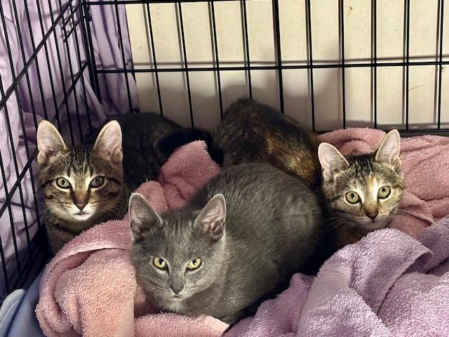 Enlarge Louis, a ADOPTABLE Domestic Short Hair in Bethlehem, PA image 6/6
