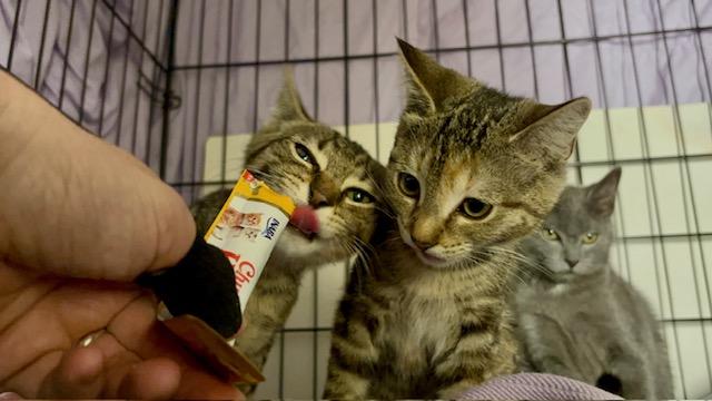 Enlarge Louis, a ADOPTABLE Domestic Short Hair in Bethlehem, PA image 5/6