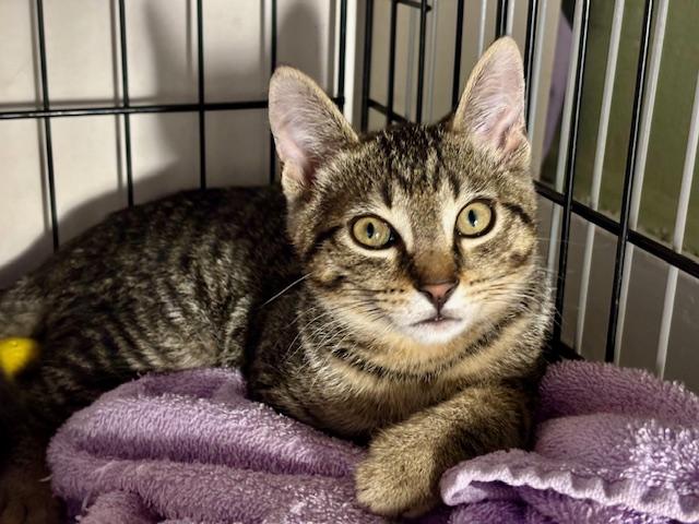 Louis, ADOPTABLE, Kitten Male Domestic Short Hair.