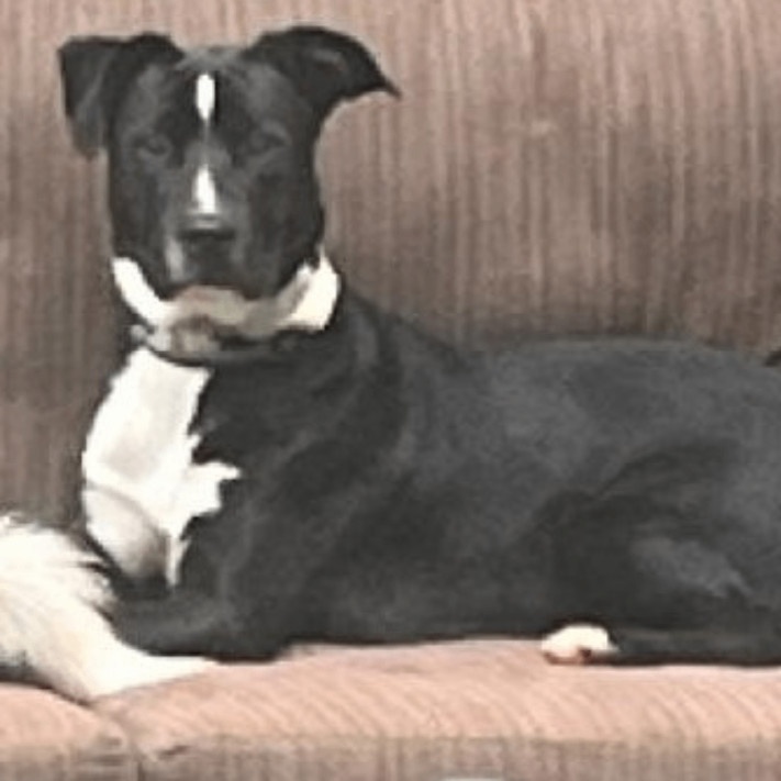 Snoop, a Adopted mixed breed in Encino, CA image 3/5