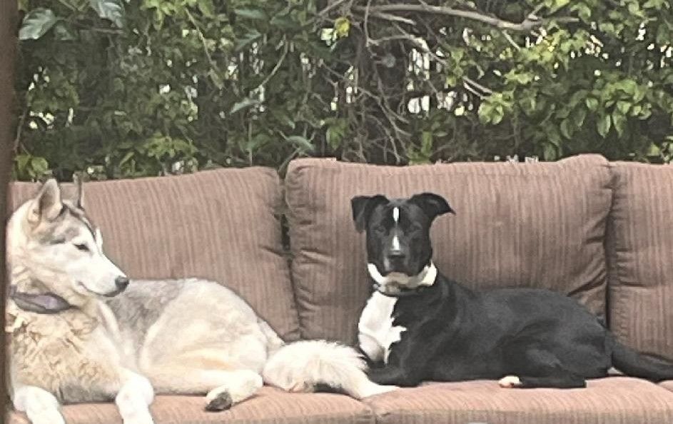 Snoop, a Adopted mixed breed in Encino, CA image 4/5