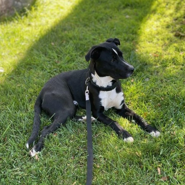 Snoop, a Adopted mixed breed in Encino, CA image 5/5