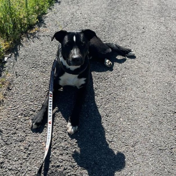 Snoop, a Adopted mixed breed in Encino, CA image 1/5