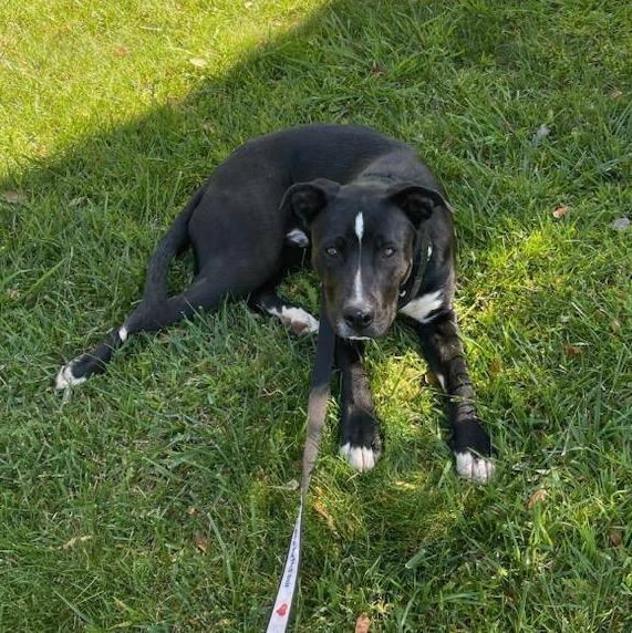 Snoop, a Adopted mixed breed in Encino, CA image 2/5