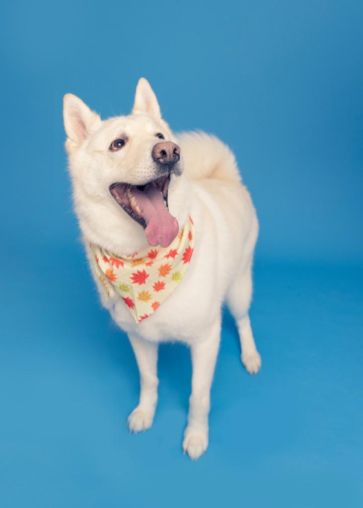 Enlarge Snowboy, a Adoptable mixed breed in Fond Du Lac, WI image 1/4