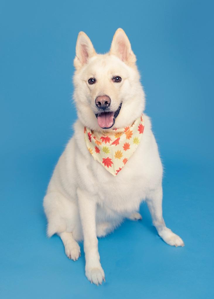 Enlarge Snowboy, a Adoptable mixed breed in Fond Du Lac, WI image 2/4