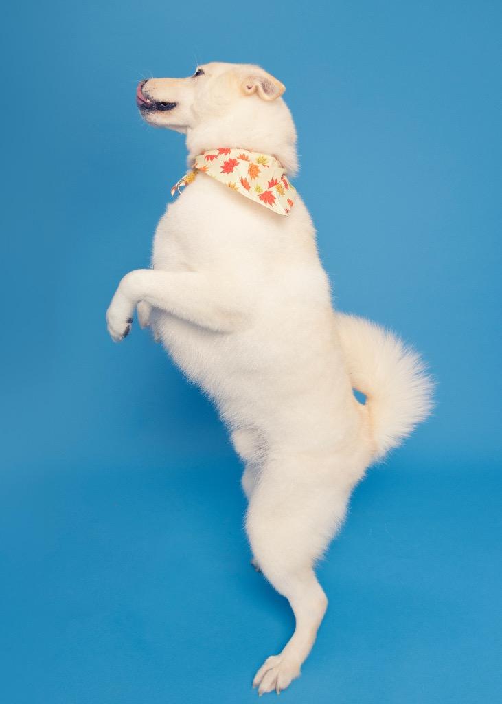 Enlarge Snowboy, a Adoptable mixed breed in Fond Du Lac, WI image 3/4