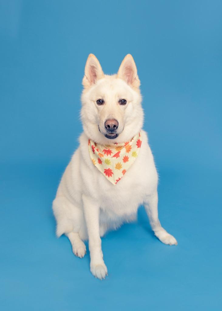 Enlarge Snowboy, a Adoptable mixed breed in Fond Du Lac, WI image 4/4