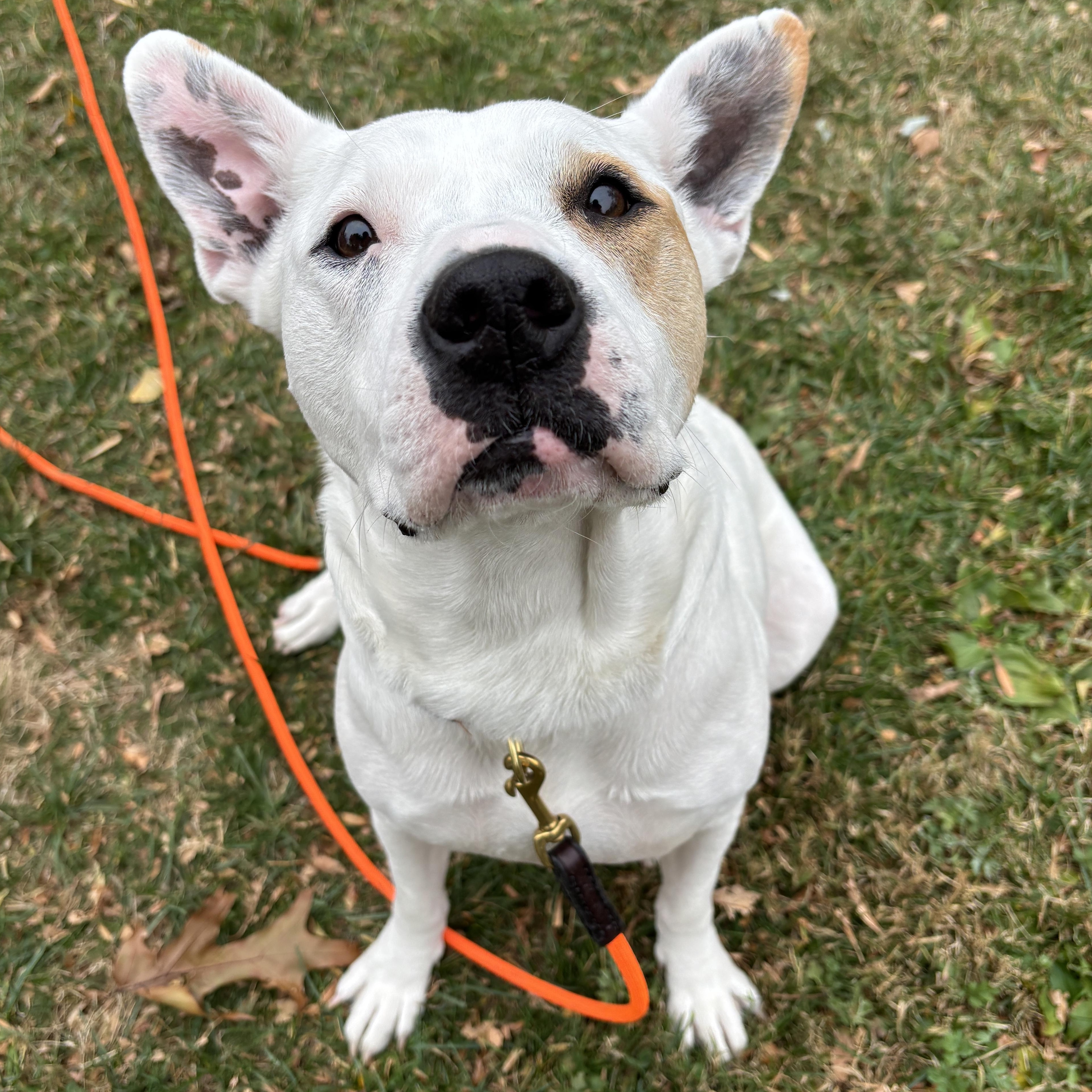 Poppy, Adoptable, Adult Female Pit Bull Terrier.