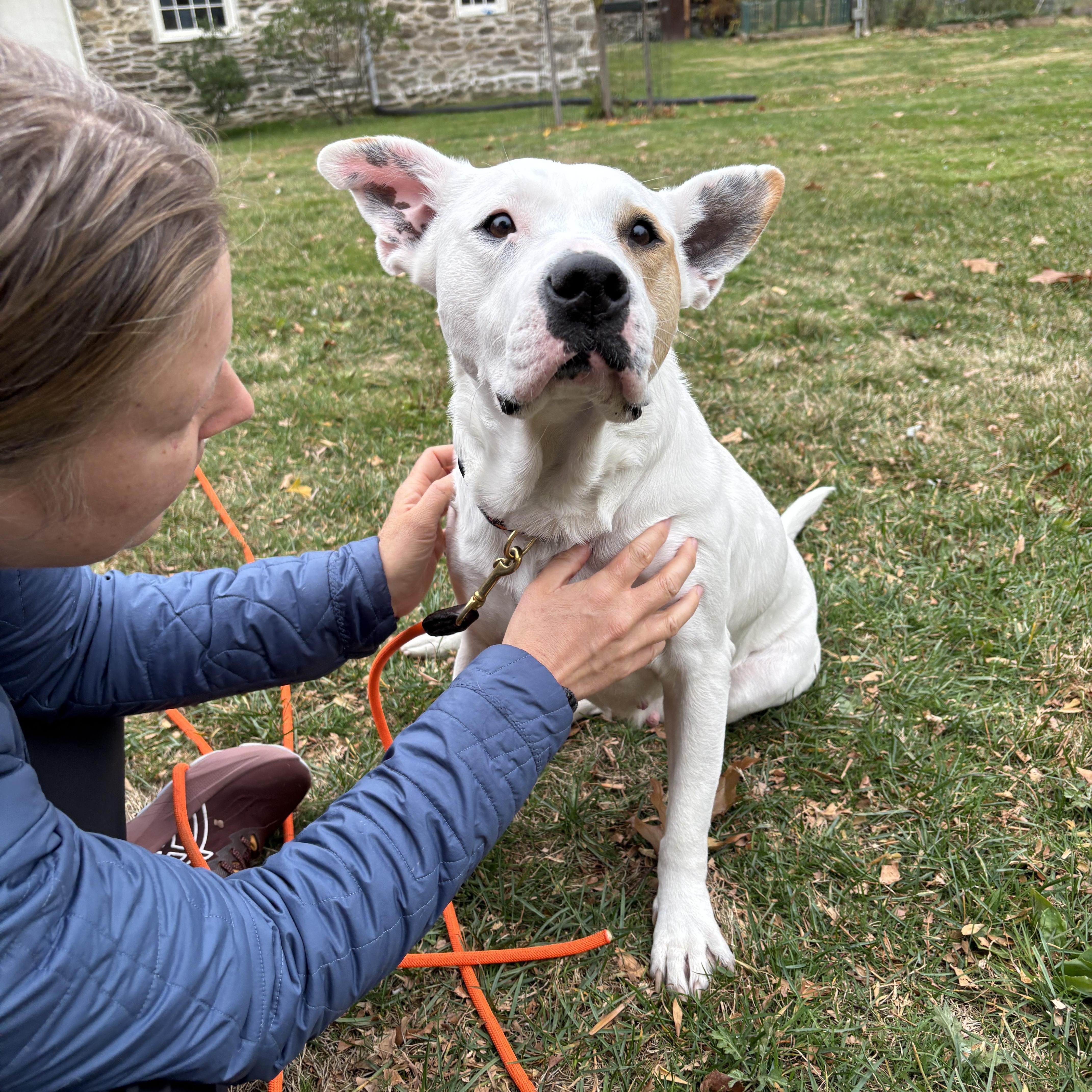 Enlarge Poppy, a Adoptable mixed breed in Medford, NJ image 3/5