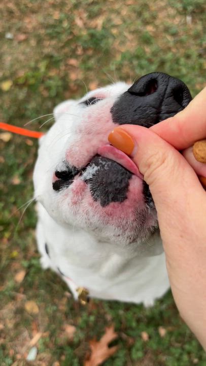 Enlarge Poppy, a Adoptable mixed breed in Medford, NJ video 2/5