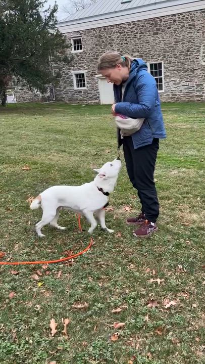 Enlarge Poppy, a Adoptable mixed breed in Medford, NJ video 4/5