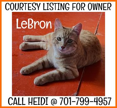 LeBron - COURTESY LISTING, ADOPTABLE, Young Male Domestic Short Hair.