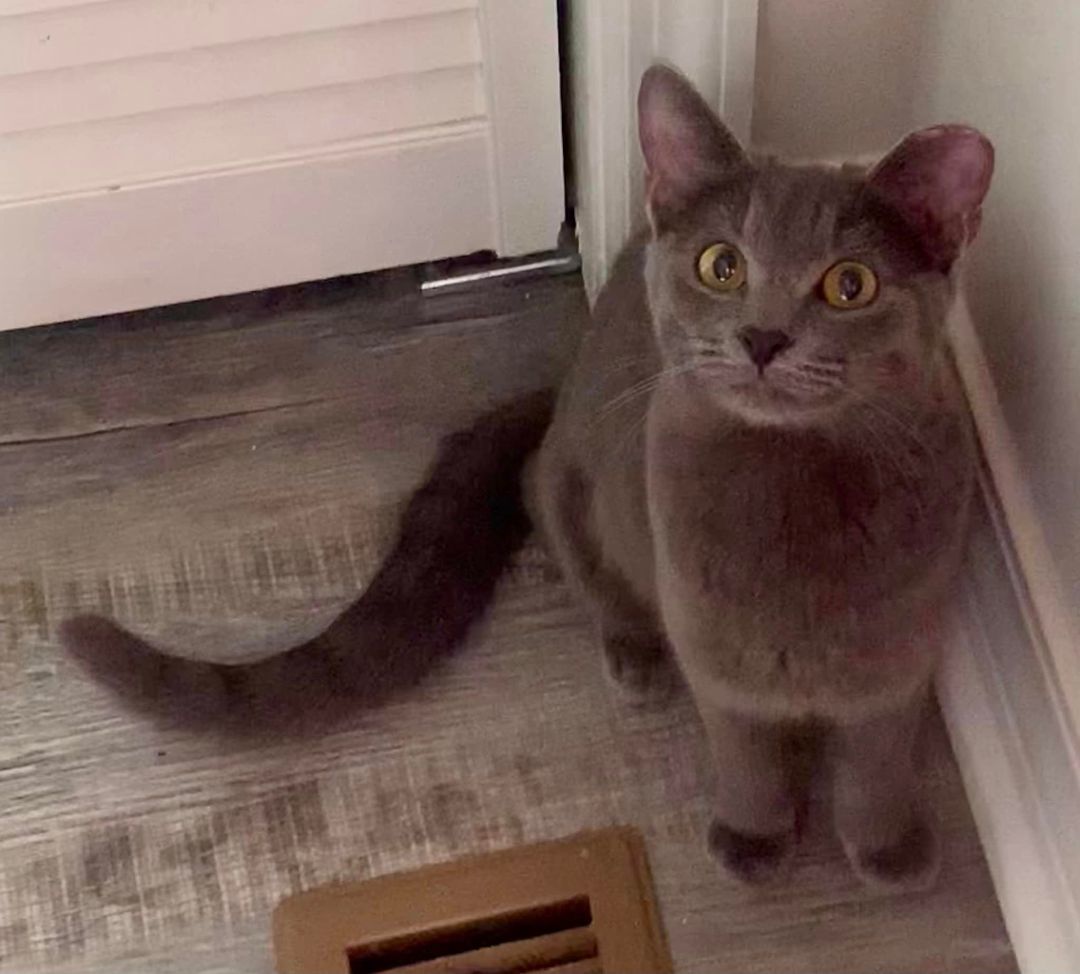 Enlarge Penny, a Adopted Russian Blue in Livingston, TX image 1/1