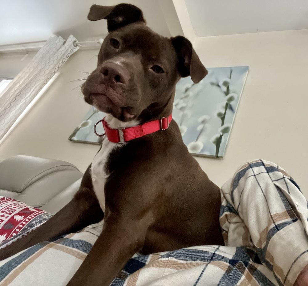 Brownie, Adoptable, Puppy Female Labrador Retriever.