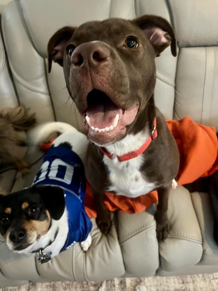 Enlarge Brownie, a Adoptable mixed breed in Greenlawn, NY image 2/6