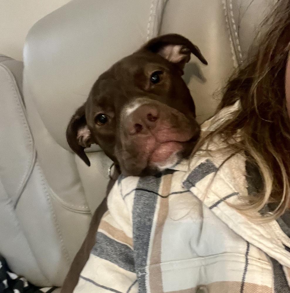 Enlarge Brownie, a Adoptable mixed breed in Greenlawn, NY image 3/6