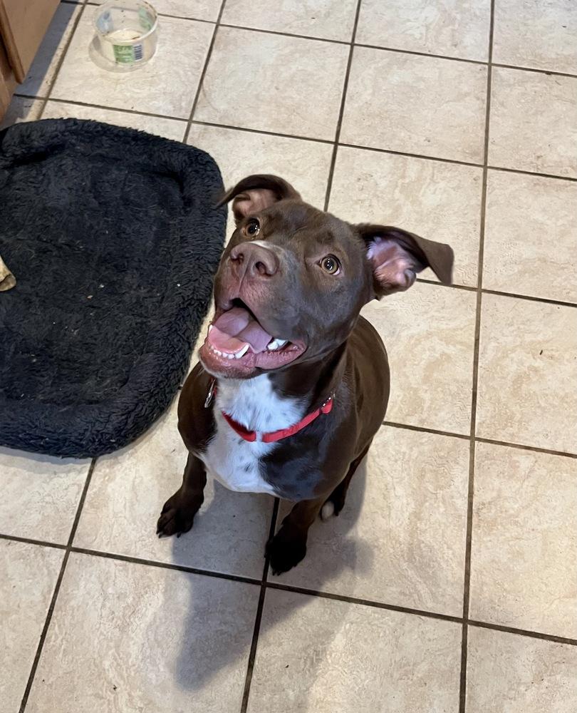 Brownie, Adoptable, Puppy Female Labrador Retriever.