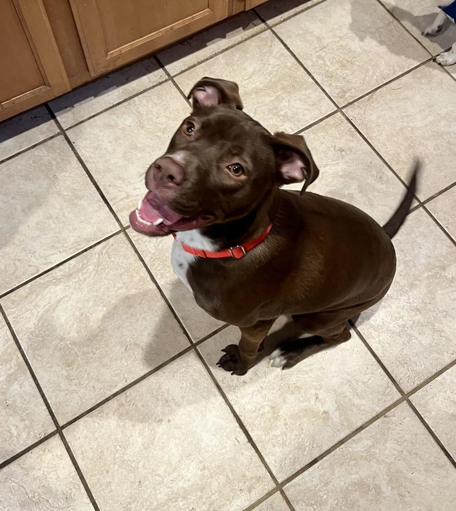 Enlarge Brownie, a Adoptable mixed breed in Greenlawn, NY image 2/6