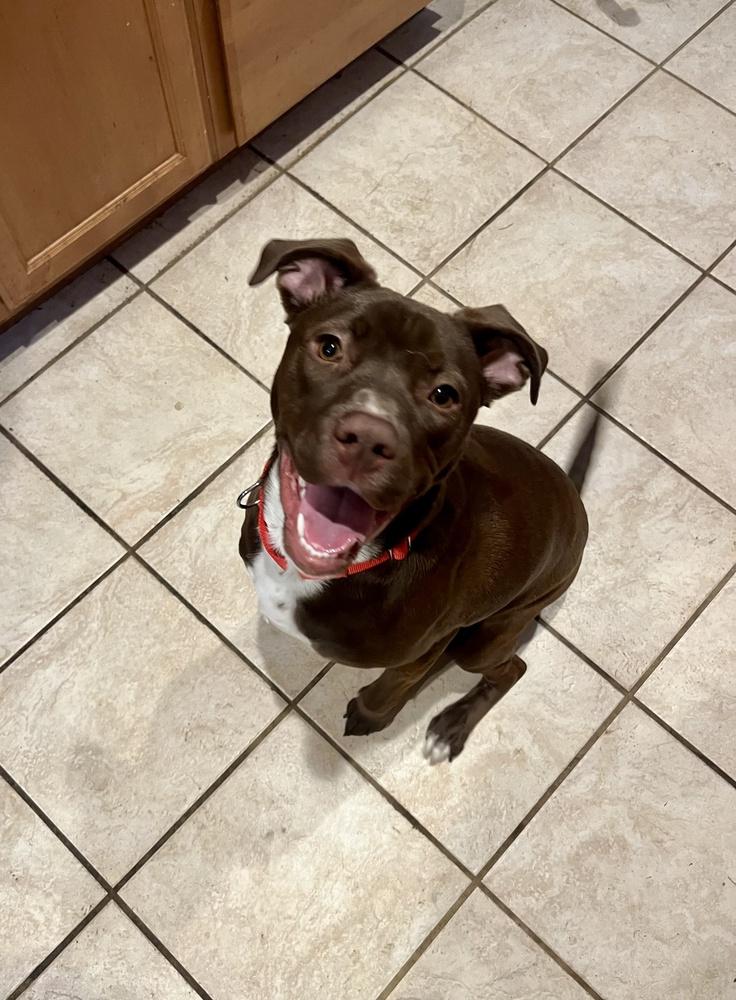 Enlarge Brownie, a Adoptable mixed breed in Greenlawn, NY image 3/6