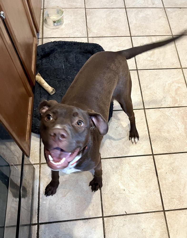 Enlarge Brownie, a Adoptable mixed breed in Greenlawn, NY image 4/6