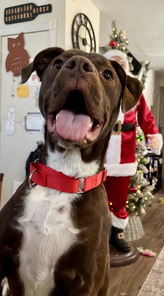 Enlarge Brownie, a Adoptable mixed breed in Greenlawn, NY image 5/6