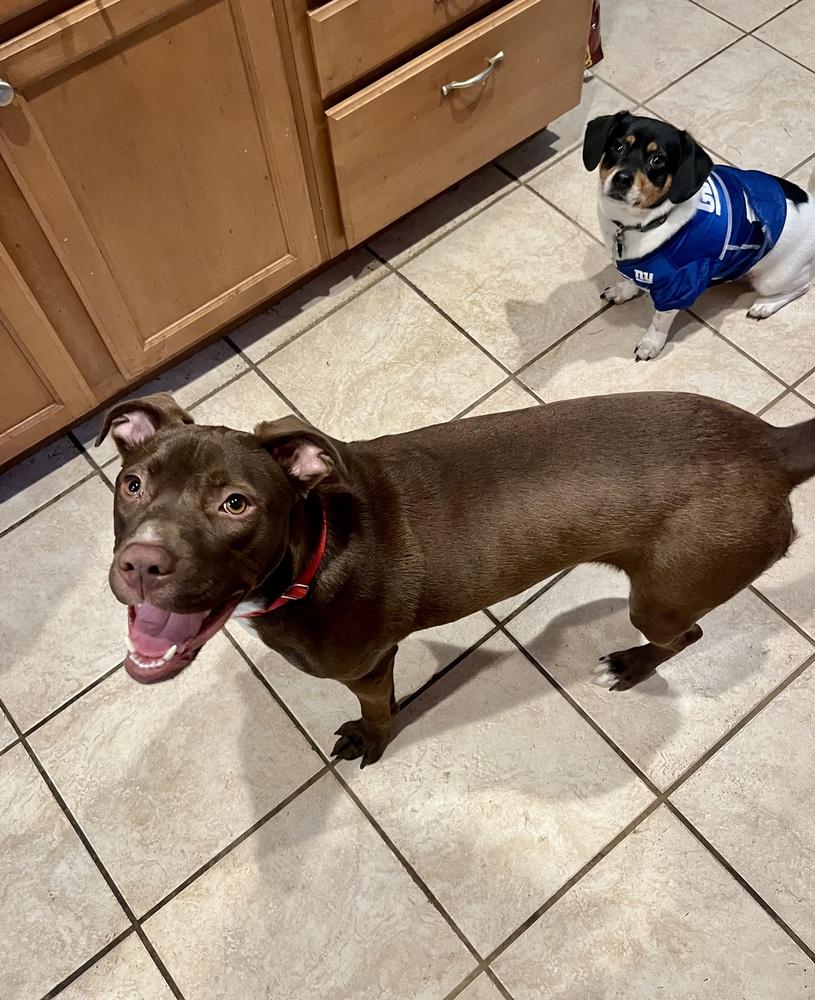 Enlarge Brownie, a Adoptable mixed breed in Greenlawn, NY image 6/6