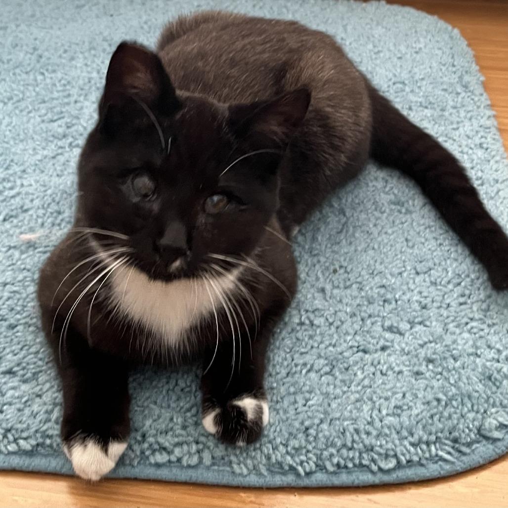 Goose, a Adoptable Domestic Short Hair in Santa Rosa, CA image 1/2