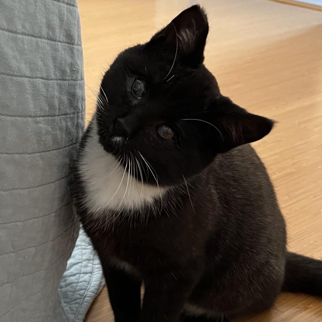 Goose, a Adoptable Domestic Short Hair in Santa Rosa, CA image 2/2