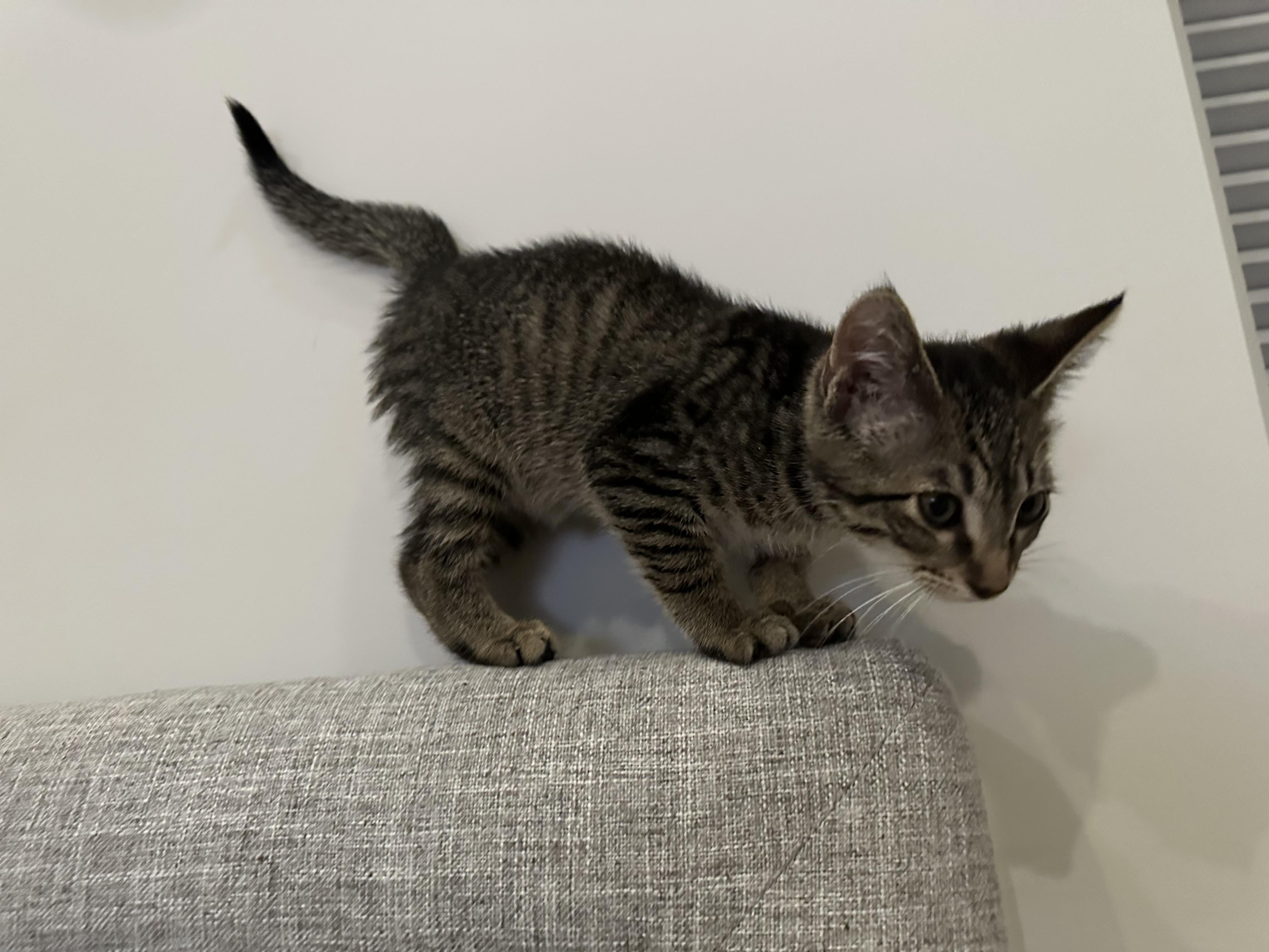 Enlarge Mochi, a ADOPTABLE mixed breed in Renton, WA image 4/6