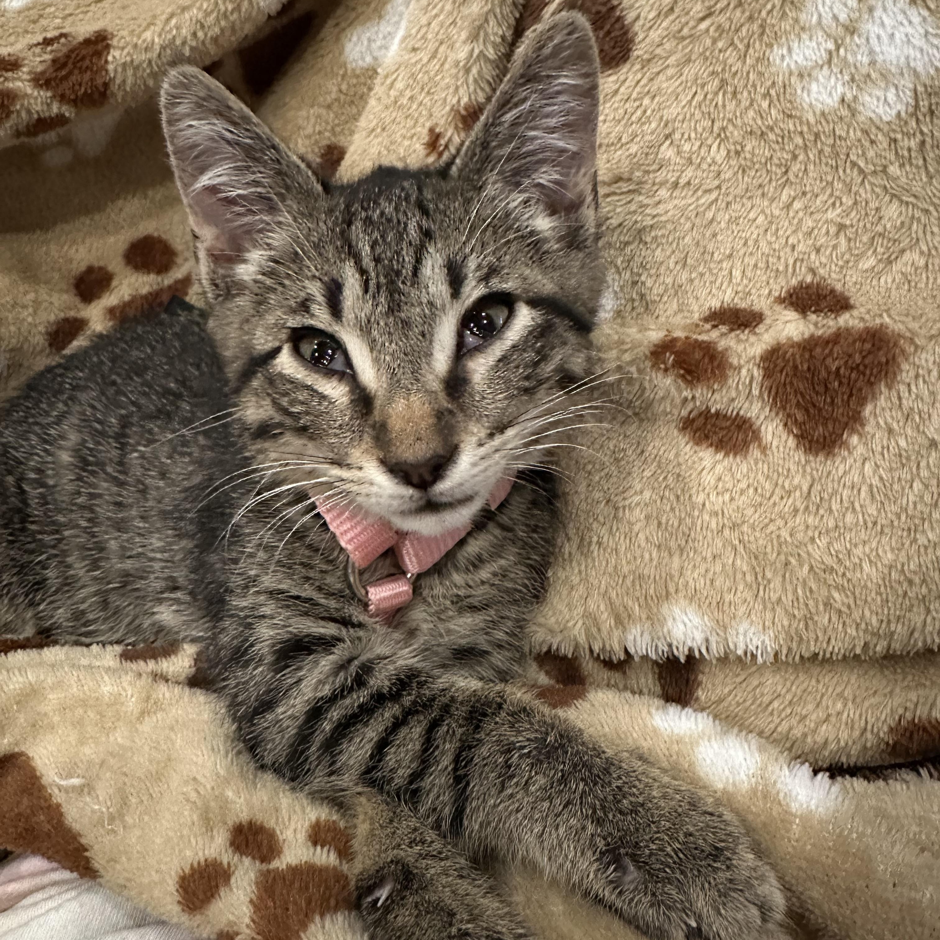 Enlarge Mochi, a ADOPTABLE mixed breed in Renton, WA image 2/6