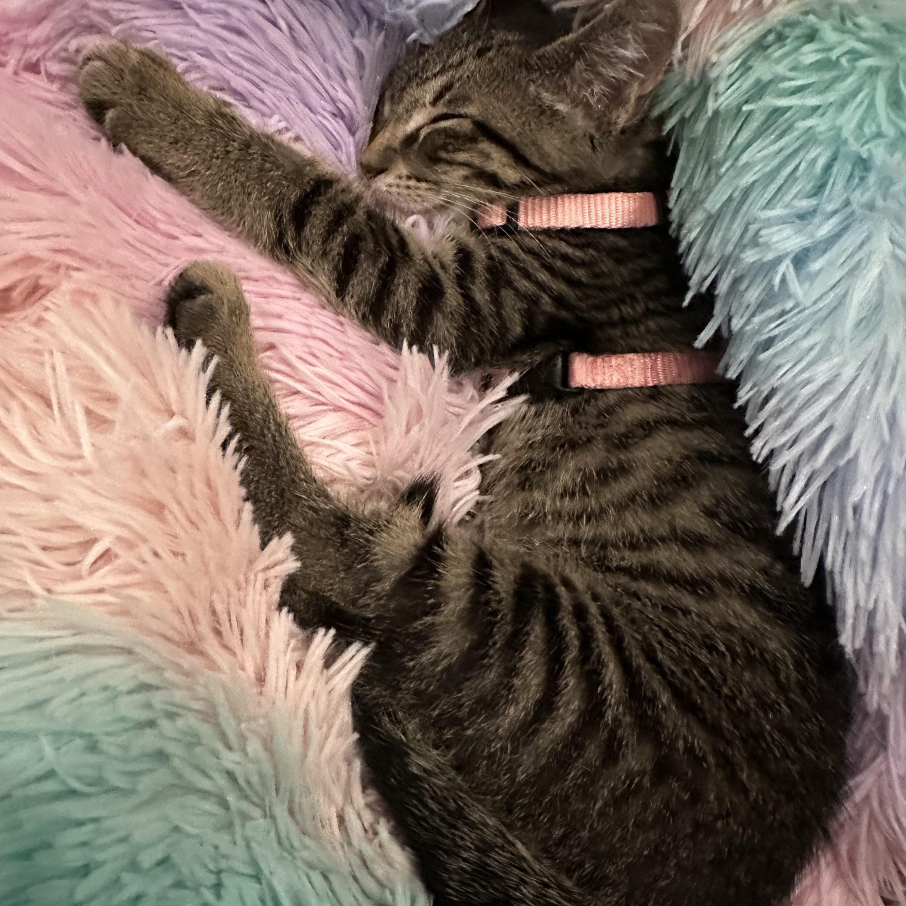 Enlarge Mochi, a ADOPTABLE mixed breed in Renton, WA image 5/6