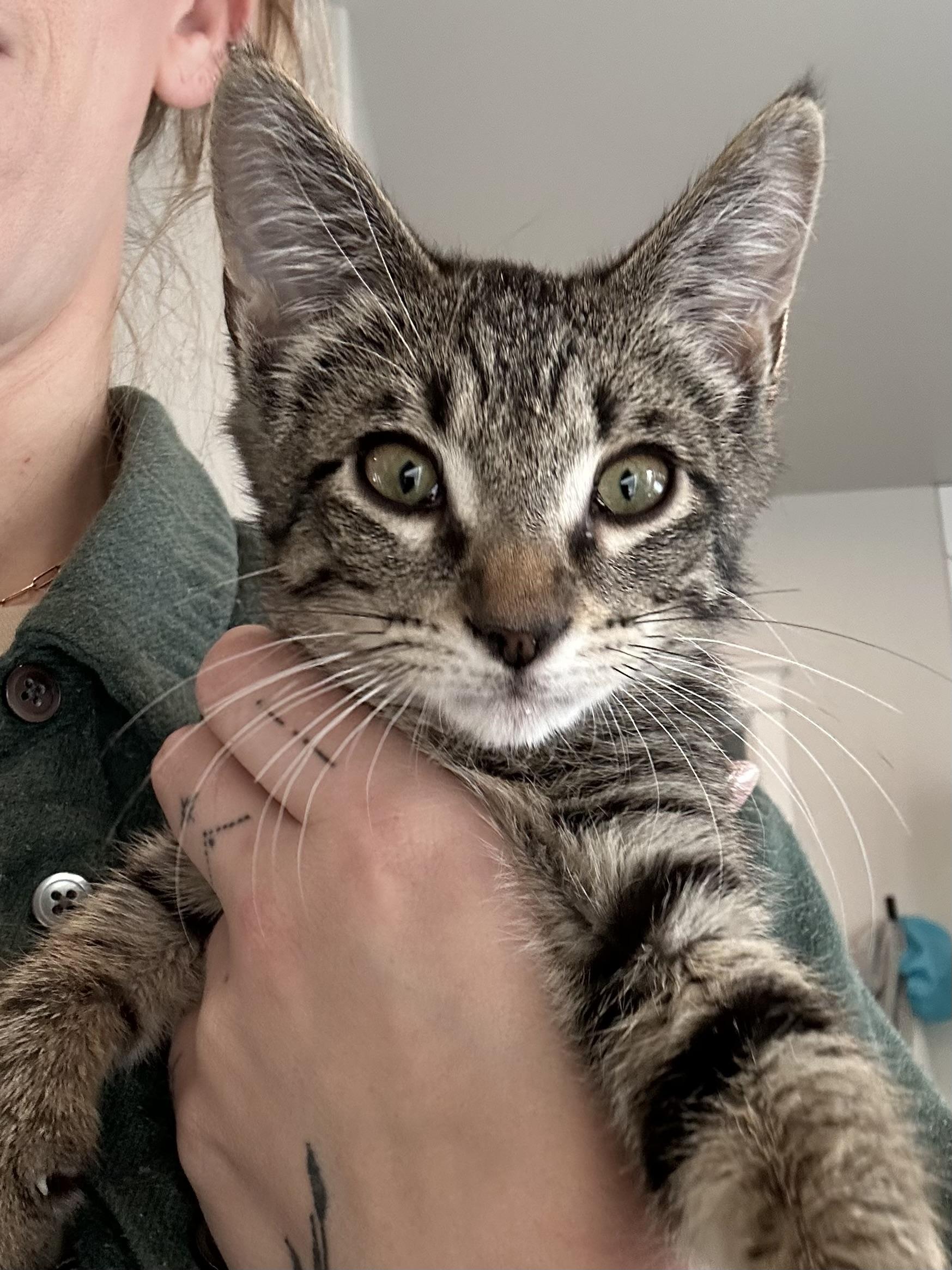 Enlarge Mochi, a ADOPTABLE mixed breed in Renton, WA image 1/6