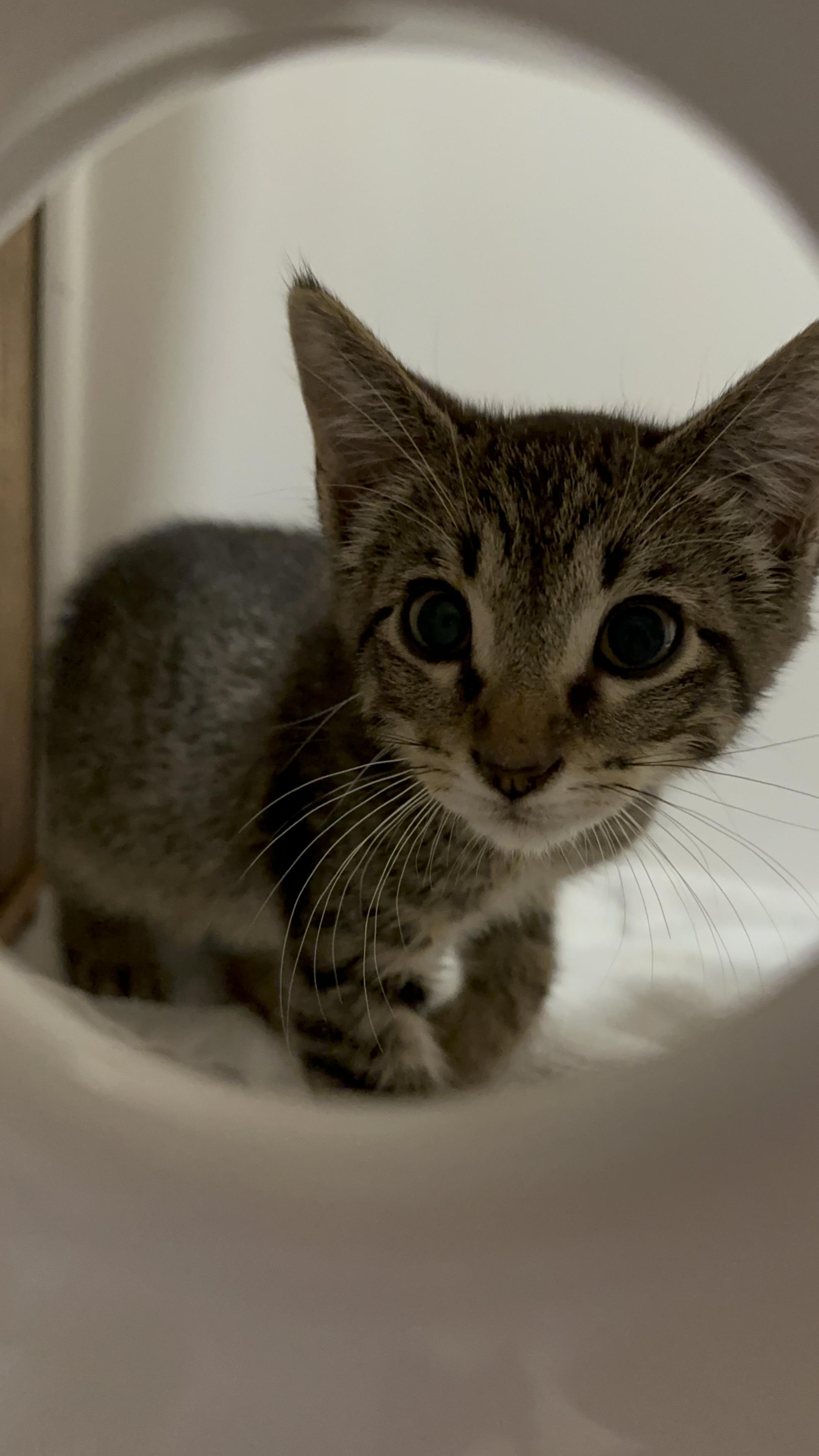 Enlarge Mochi, a ADOPTABLE mixed breed in Renton, WA image 6/6