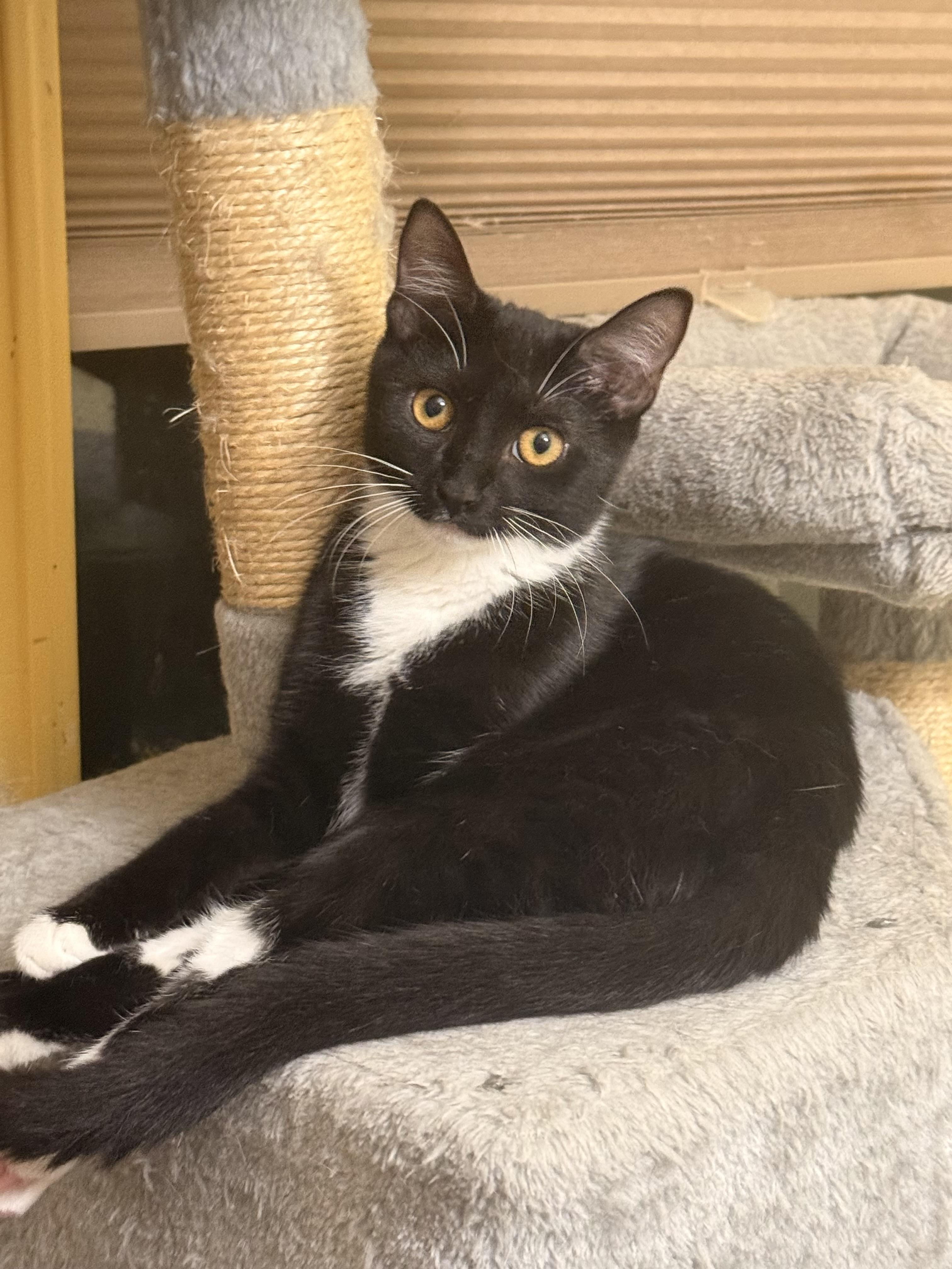 Enlarge Cookie, a Adopted Domestic Short Hair in Satellite Beach, FL image 1/1