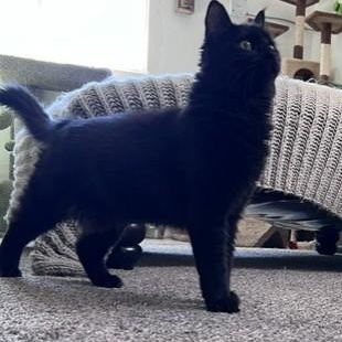 Enlarge Jewel, a Adoptable Domestic Long Hair in Carson City, NV image 1/2