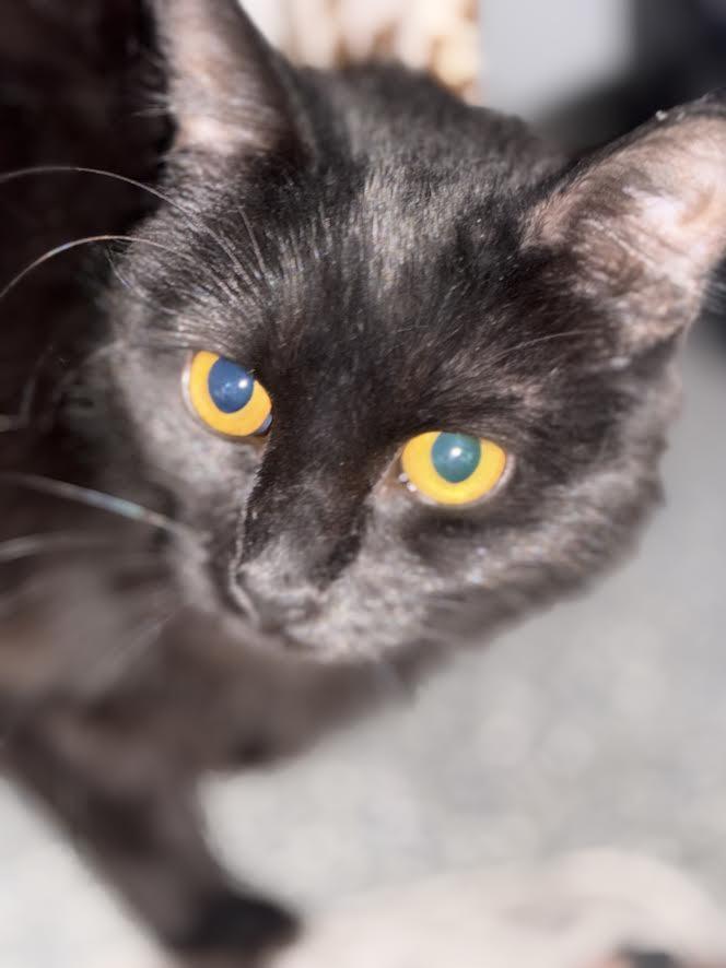Enlarge Jewel, a Adoptable Domestic Long Hair in Carson City, NV image 2/2