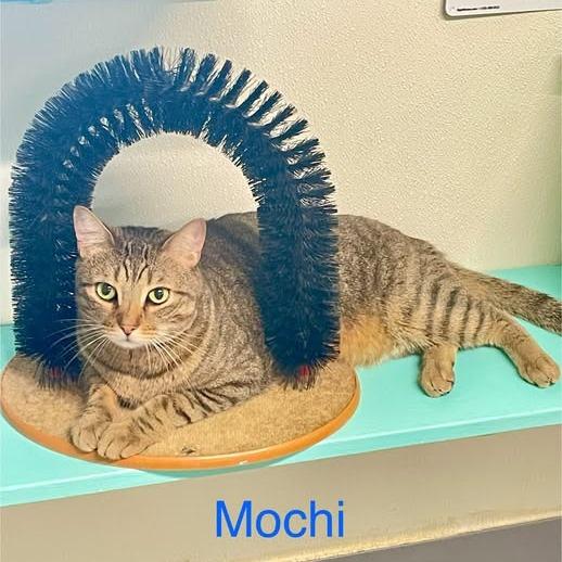 Enlarge Mochi, a Adoptable Domestic Short Hair in Lake Panasoffkee, FL image 1/3