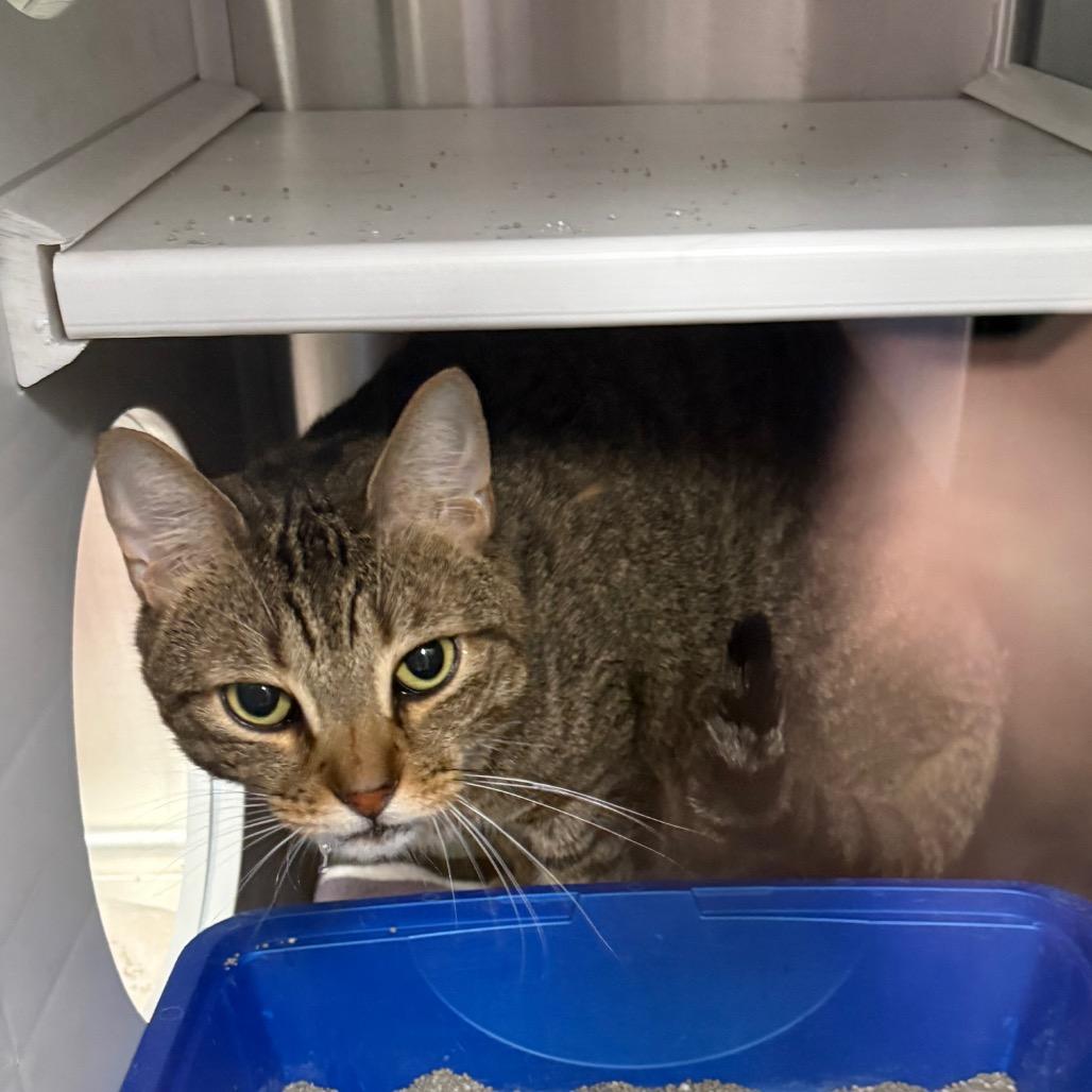 Enlarge Mochi, a Adoptable Domestic Short Hair in Lake Panasoffkee, FL image 2/3