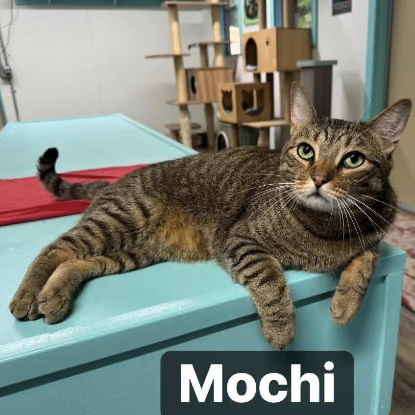 Enlarge Mochi, a Adoptable Domestic Short Hair in Lake Panasoffkee, FL image 3/3