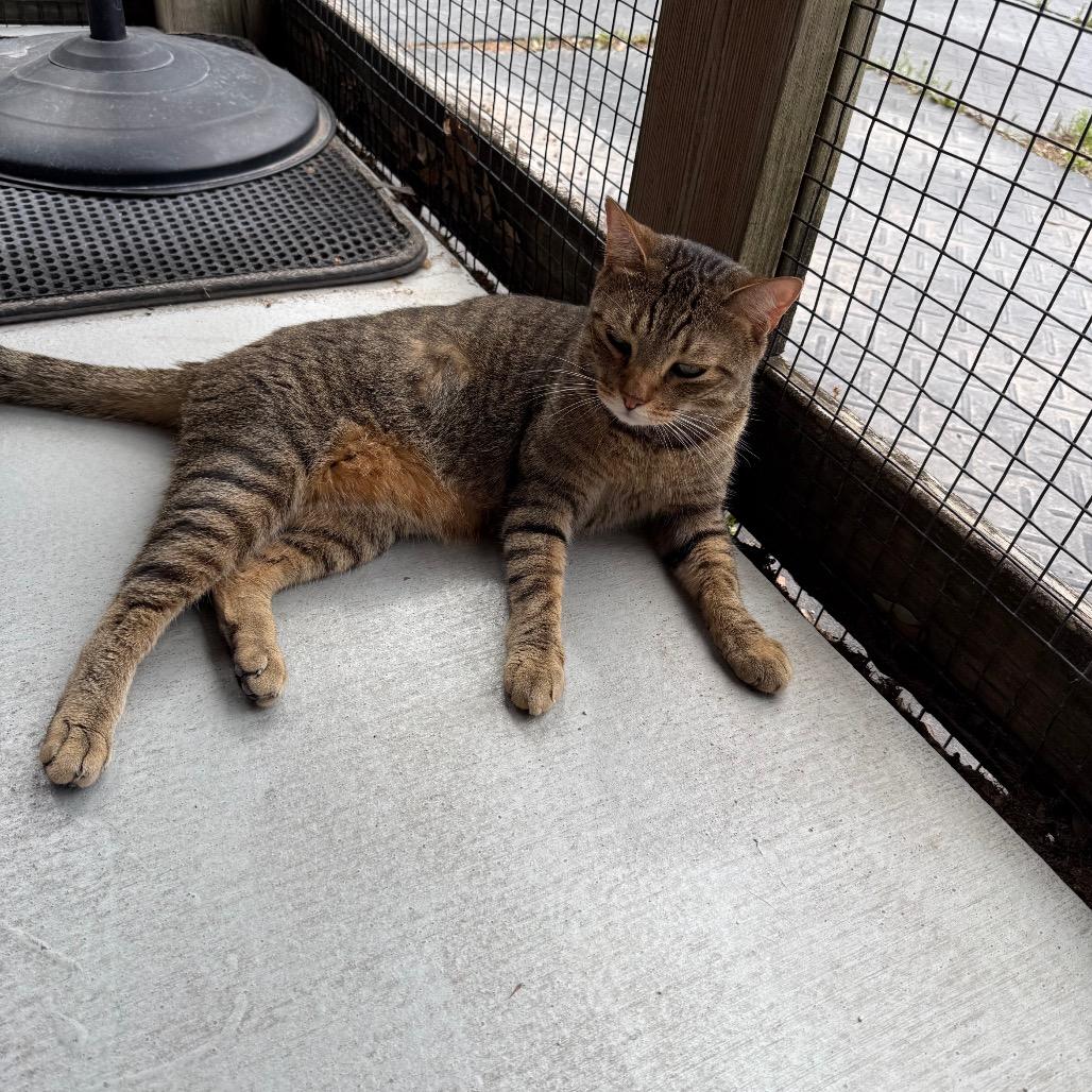 Enlarge Mochi, a Adoptable Domestic Short Hair in Lake Panasoffkee, FL image 4/4