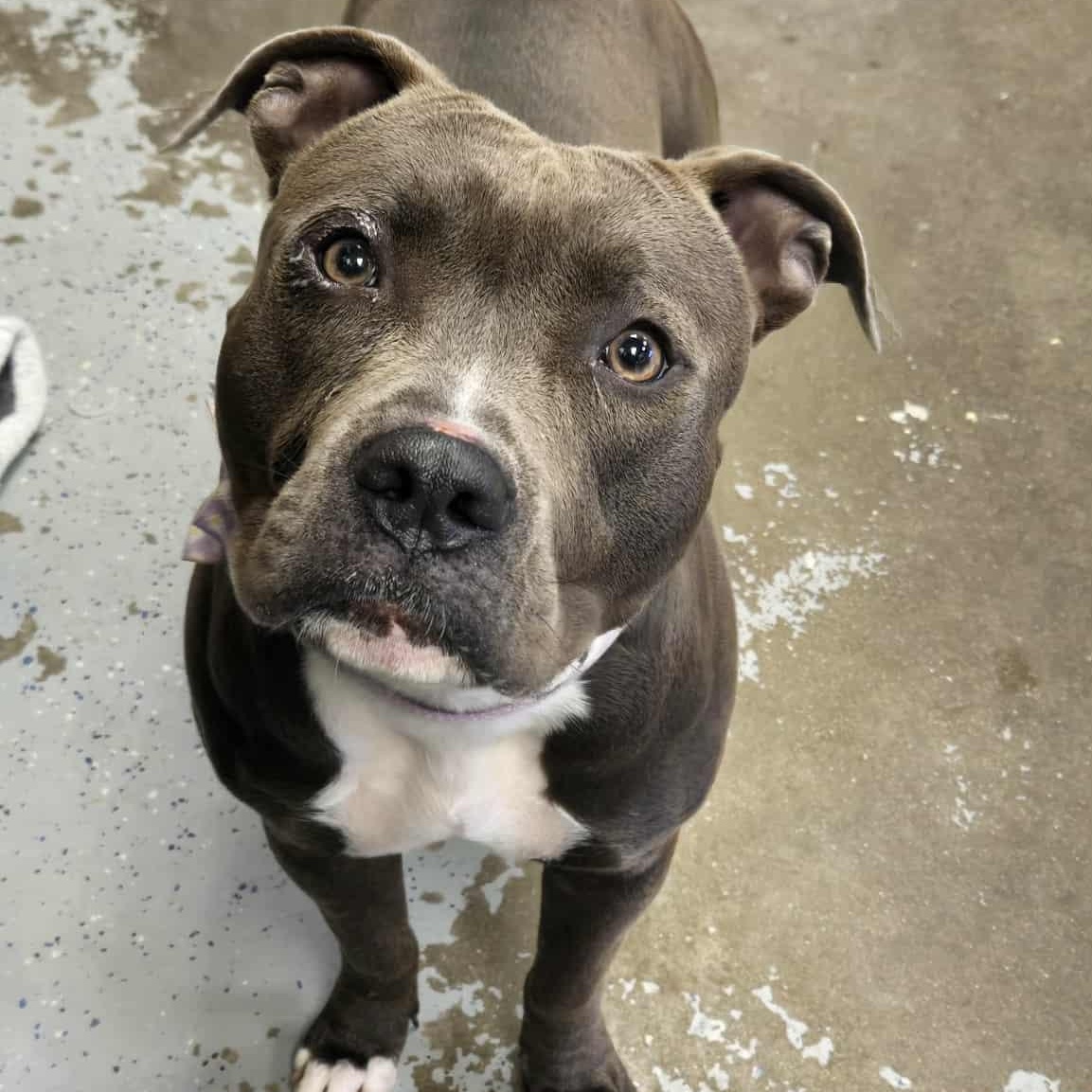 Ariel, a Adoptable Pit Bull Terrier in Martinsville, IN image 1/3