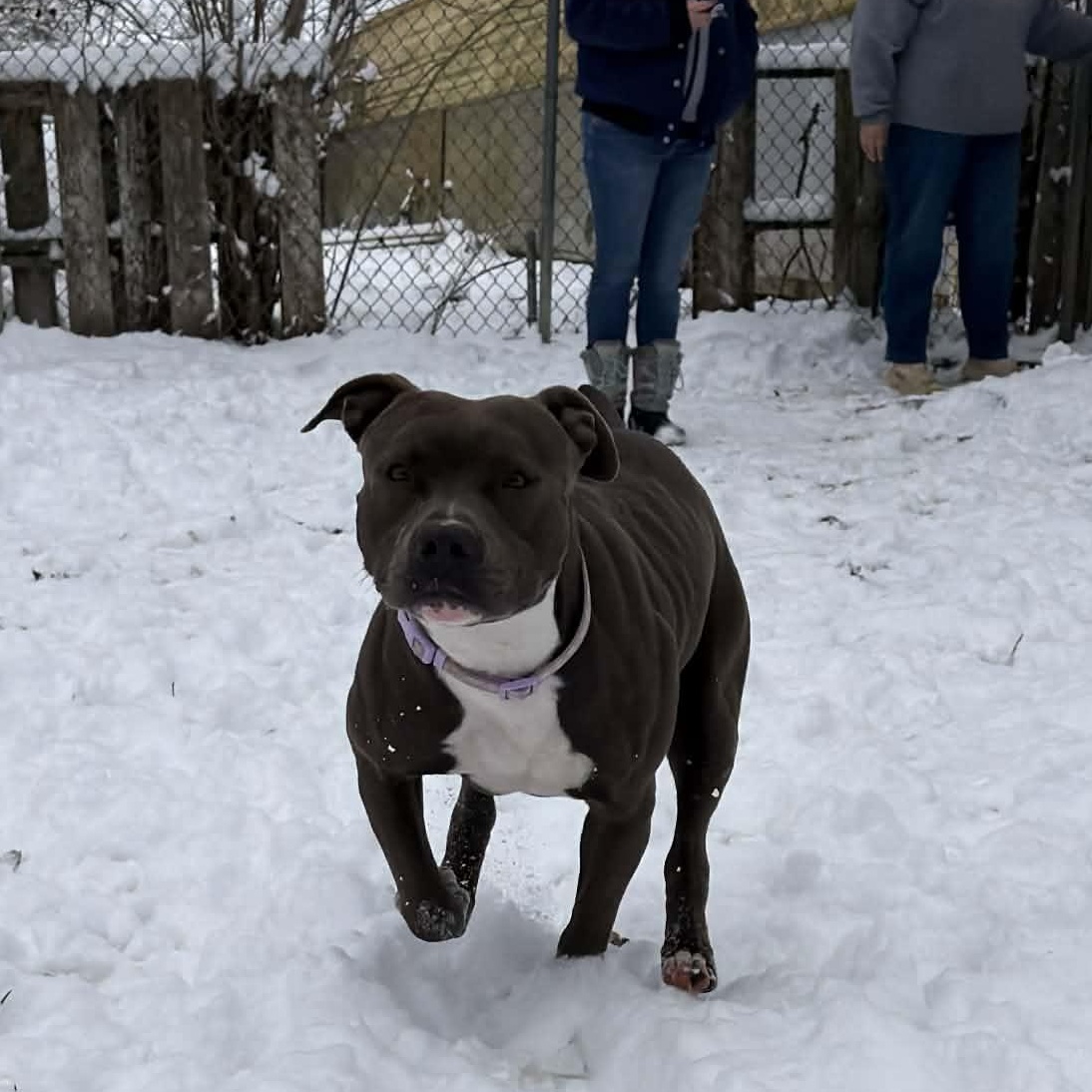 Ariel, a Adoptable Pit Bull Terrier in Martinsville, IN image 2/3