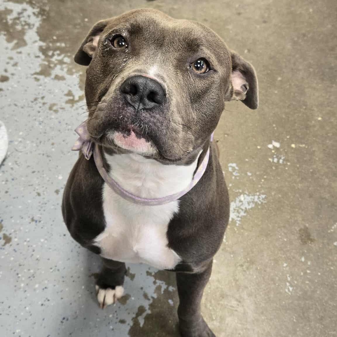 Ariel, a Adoptable Pit Bull Terrier in Martinsville, IN image 3/3
