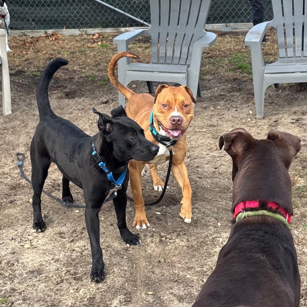 Josh, Adoptable, Young Male Mixed Breed.