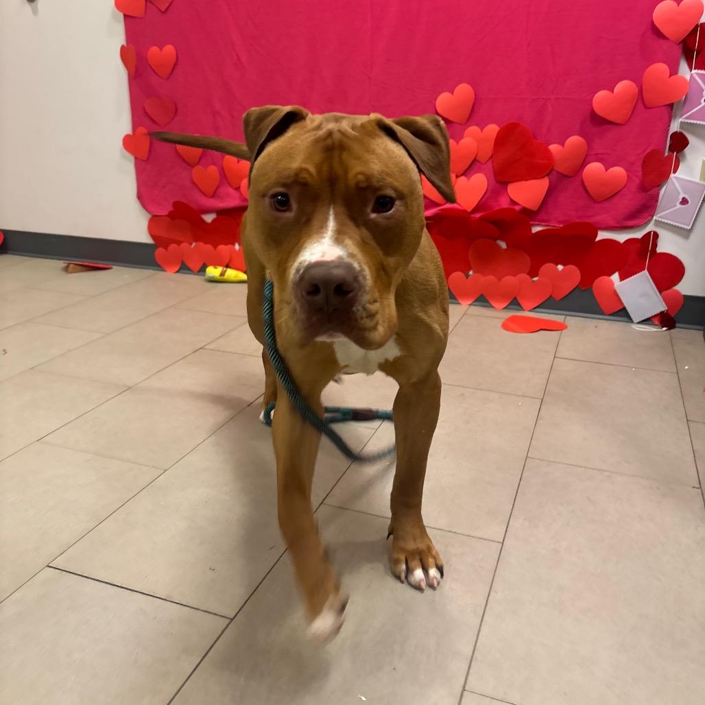 Enlarge Josh, a Adoptable Mixed Breed in Vineland, NJ image 2/5