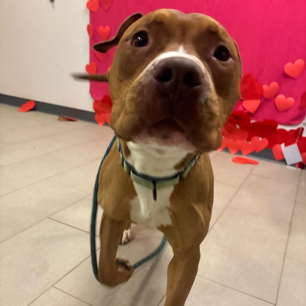 Enlarge Josh, a Adoptable Mixed Breed in Vineland, NJ image 3/5